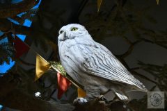 ヘドウィグ、「ハリー・ポッター ショップ 原宿」にて©cula ヘドウィグ、「ハリー・ポッター ショップ 原宿」にて©cula